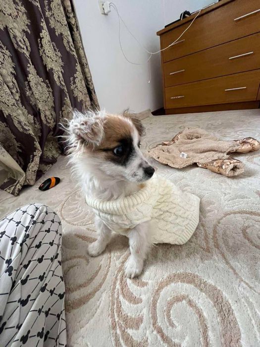 Собака, цуценя