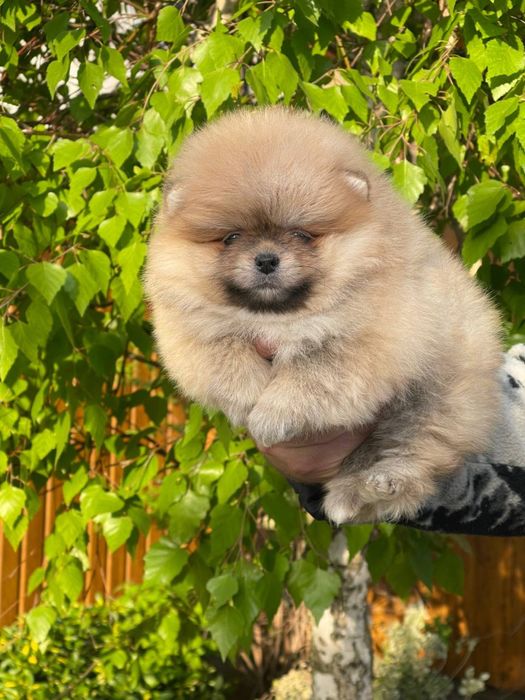 Розкішна дівчинка померанський шпіц міні