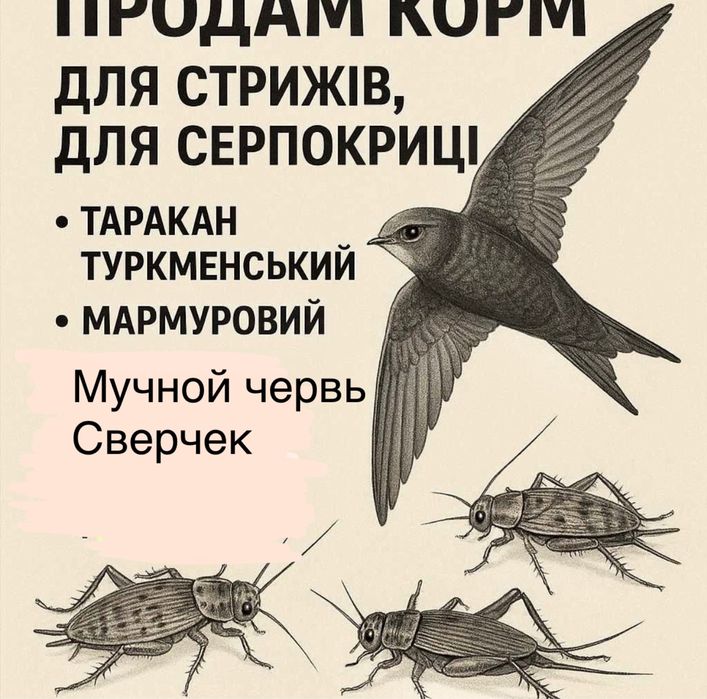 Корм для серпокрильця, стрижа таракан тарган цвіркун живий сверчок