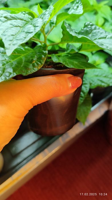 Carolina Reaper розсада