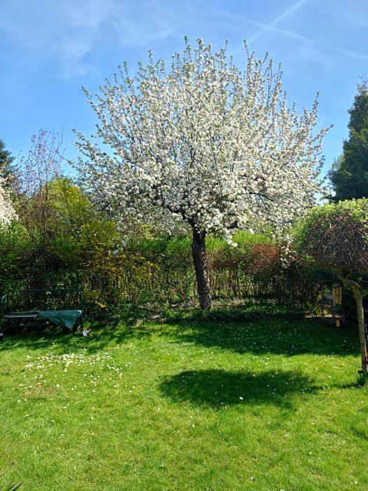 Ogrodek działkowy Sosnowiec Mikołajczyka - Widok 2