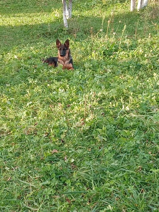 Продам німецьку вівчарку,дівчинку.