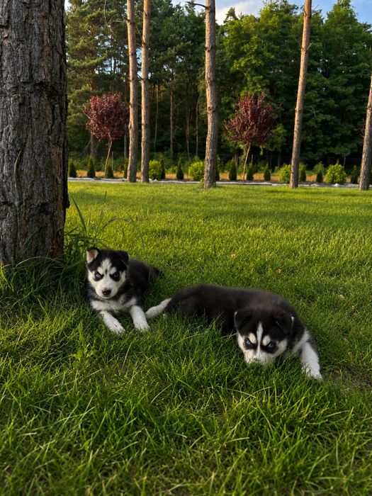Szczeniak siberian husky piesek
