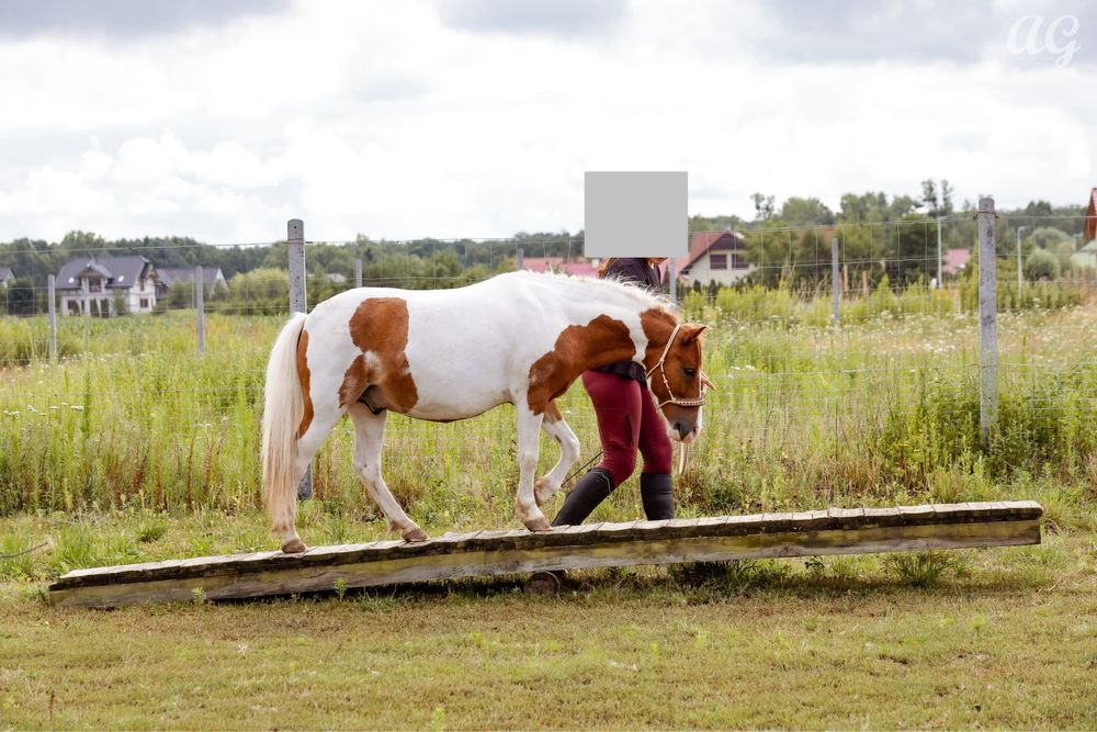 Kucyk wałach do dobrego domu