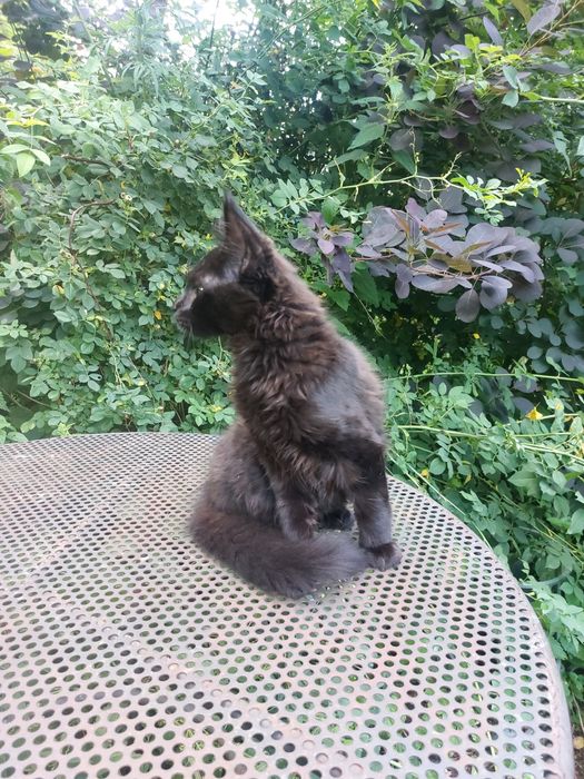 3miesieczny kocurek czarny, MAINE COON