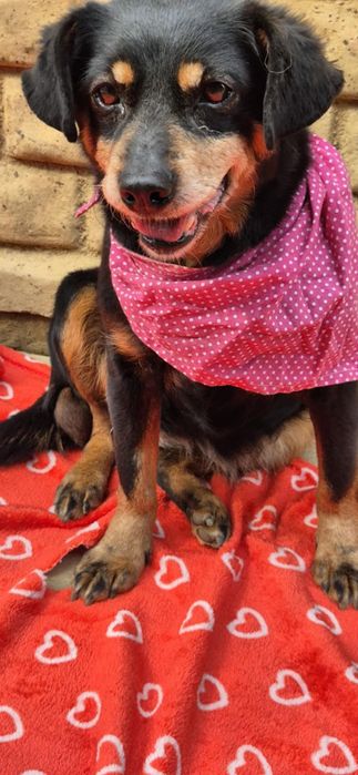 Nakolankowa, łagodna suczka szuka rodziny