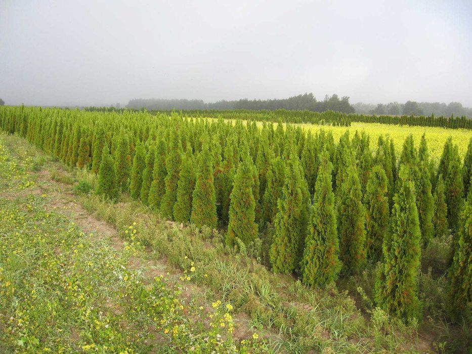 THUJA TUJA Szmaragd na żywopłot do 220cm PROMOCJA