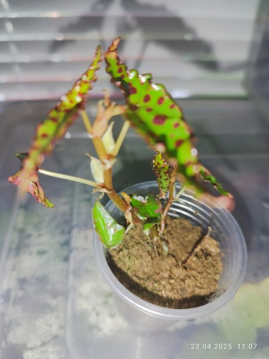 Бегонія Amphioxus, Autumn Ember