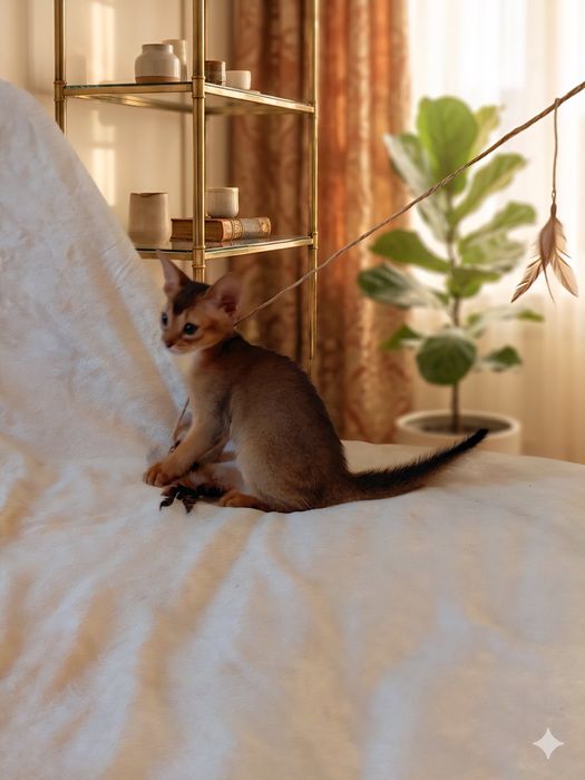 Абиссинские котята