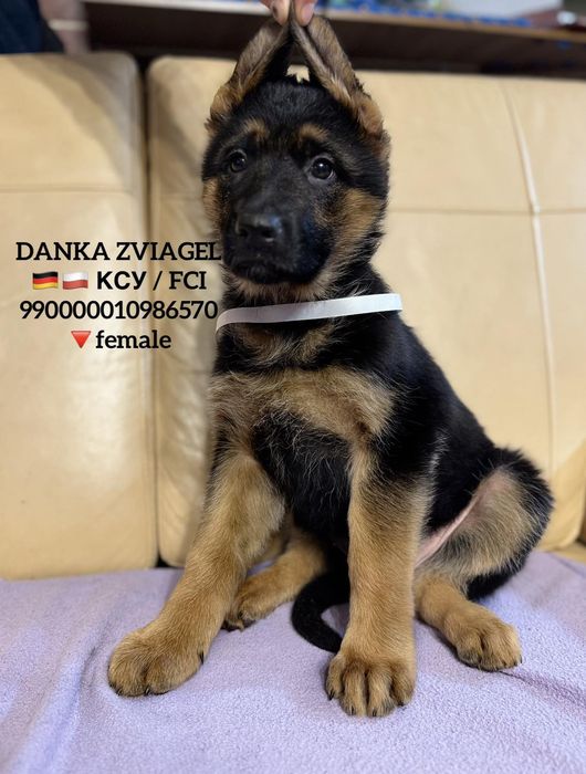 Німецька вівчарка .