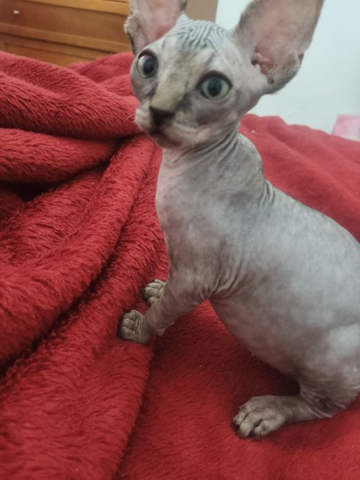 Gatinho sphynx macho