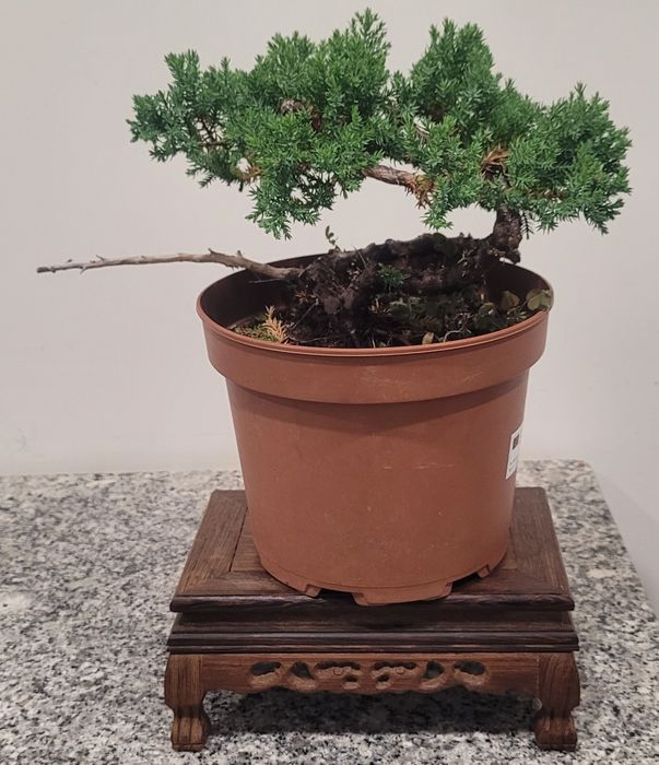 Bonsai de juniperus