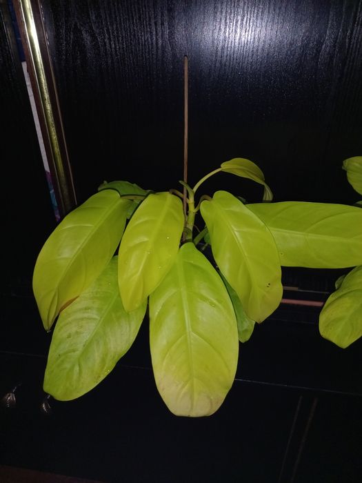 Филодендрон малый голд