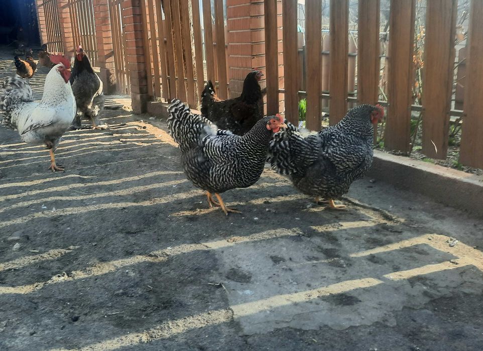 Інкубаційні  яйця