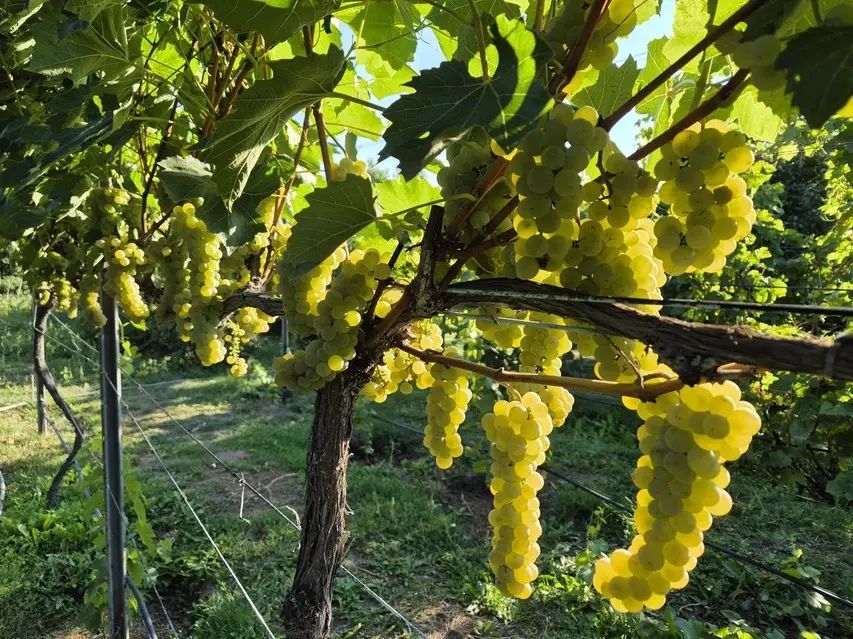 Продаж винограду