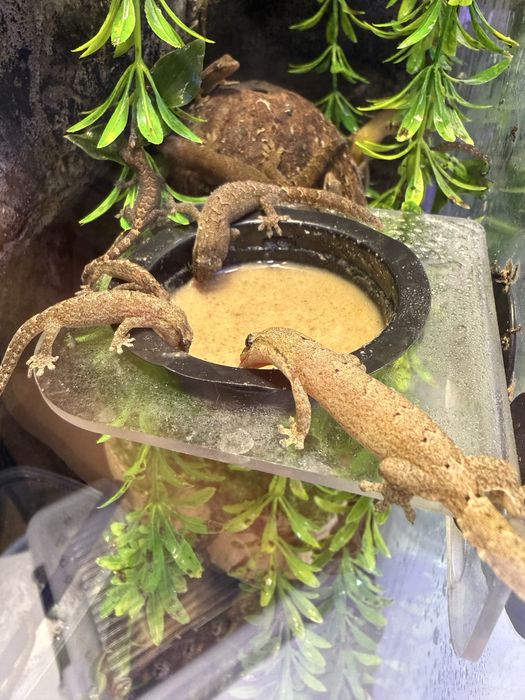 Gekon płaczący (Lepidodactylus lugubris)