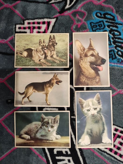 Postais Ilustrados Antigos ( LOTE )