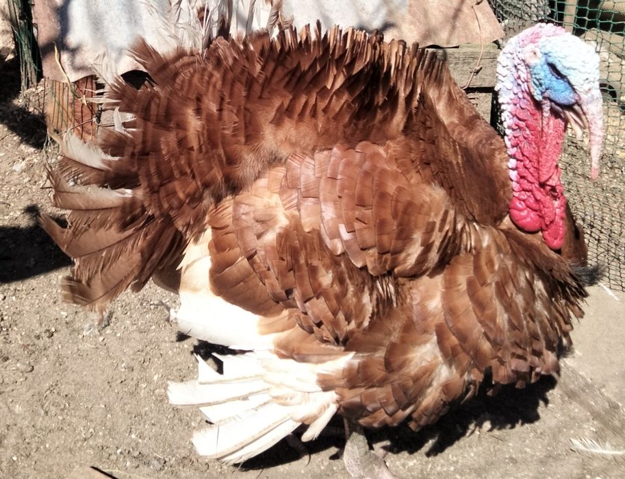 Ovos Galados de Perua Bourbon Red