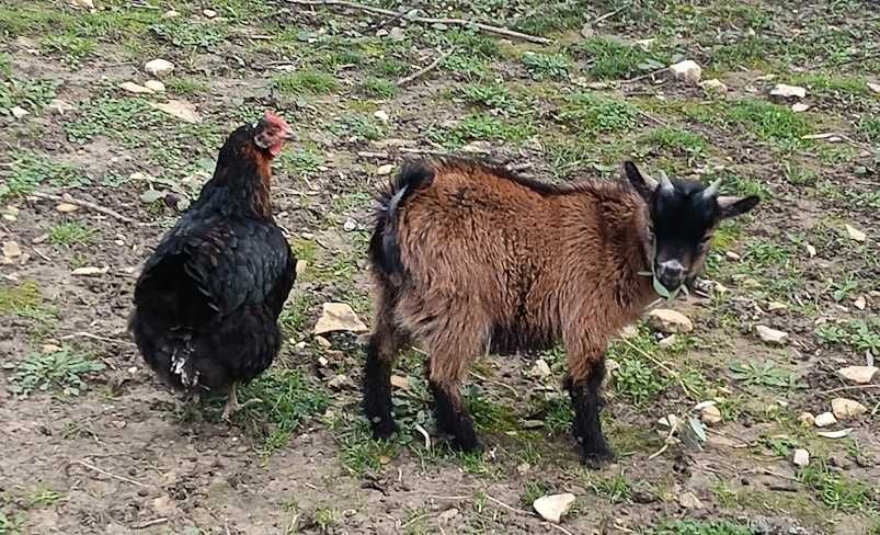 Cabra anã com 4 meses