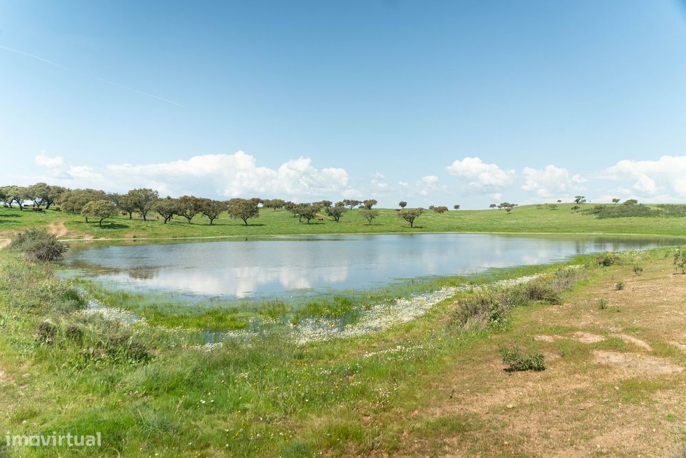 Herdade da Chamurreira de Cima – 136 Hectares de Montado e Infraestrut