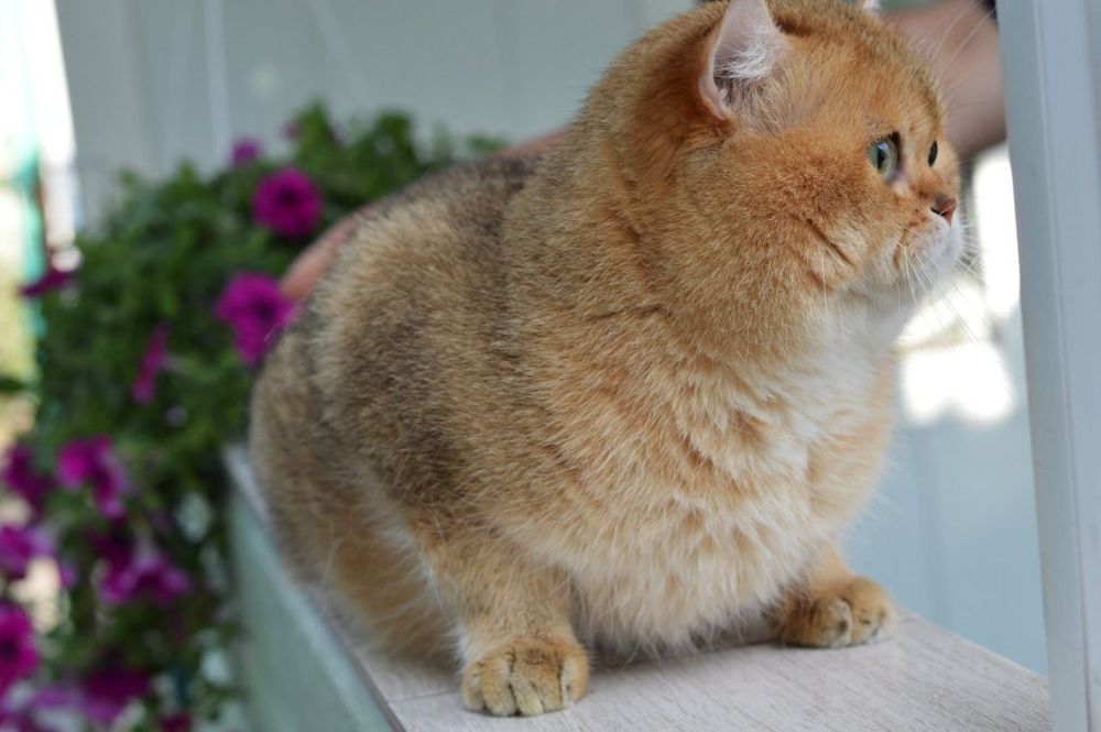 Хлопчик шотландський!