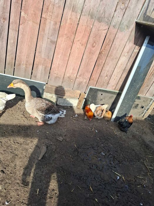 Sprzedam  Gęsi hołmogory Gęś landes kury Kochin olbrzymi