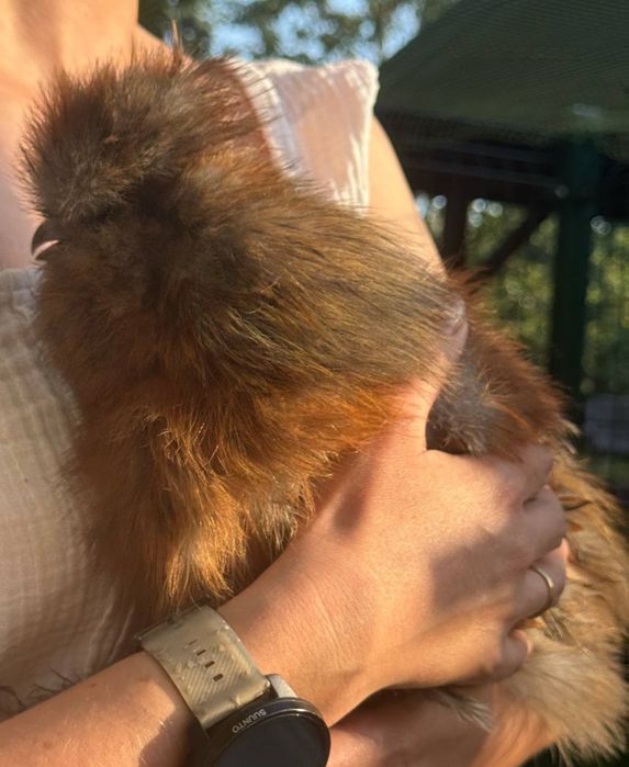 Kogut rasy Silka jedwabista USA