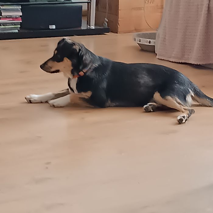 Tosia mała, młoda sunia do adopcji