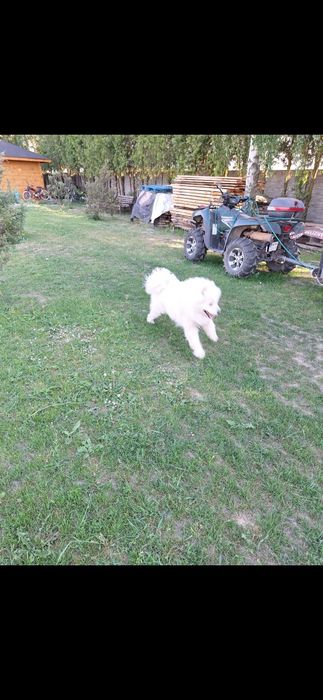 Samoyed samojed suczka