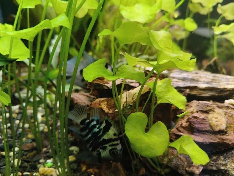 Pielęgnice blue Tiger