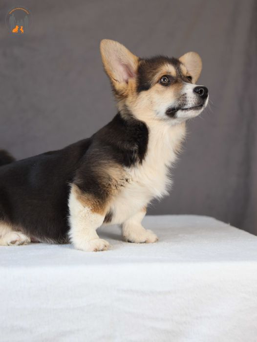 Welsh Corgi Pembroke - rodzice przebadani na chor. gen