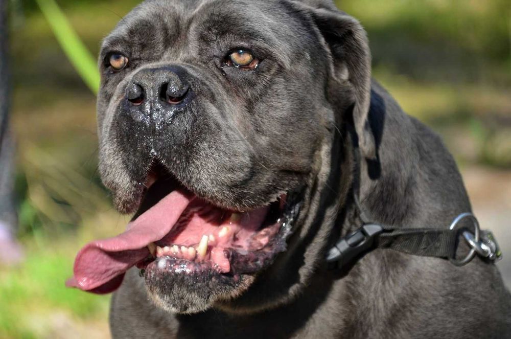 Aspen Cane Corso do adopcji.
