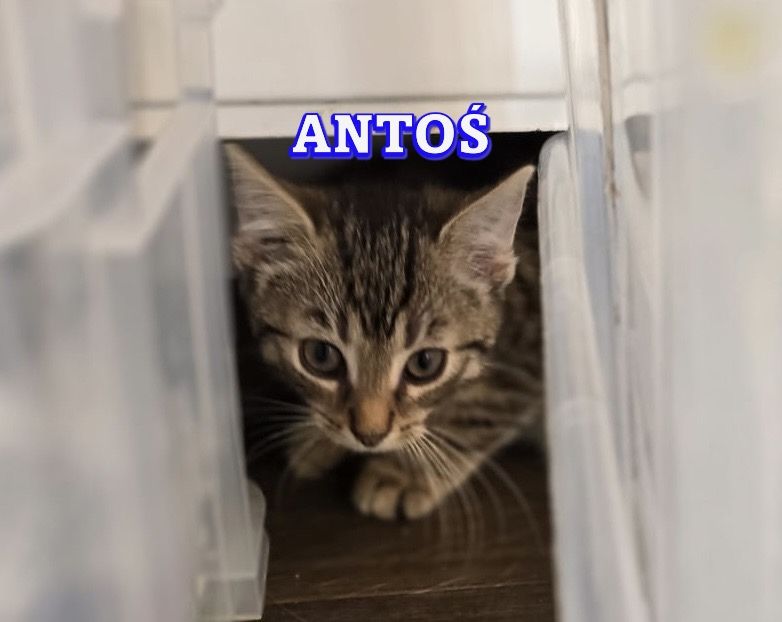 Małe kotki szukają domków