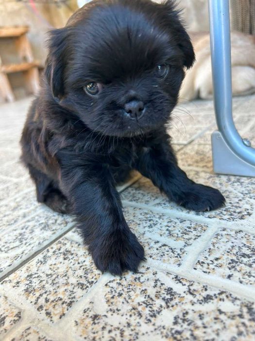 Fêmea fofinha - filha de pai pug puro