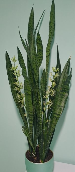 Вазон сансевієрія