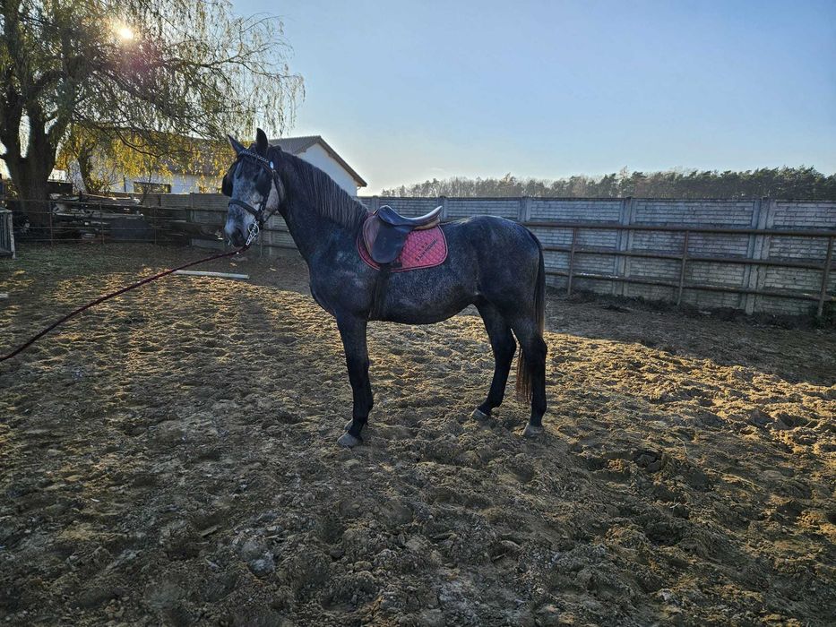 Sprzedam pięknego ogierka rasy śląskiej