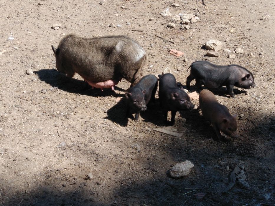 Porcos vietnamita