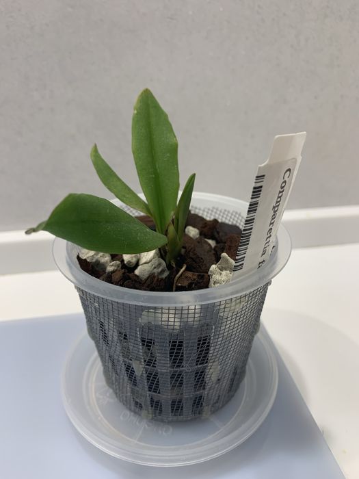 Орхідея екзотична Comparettia falcata