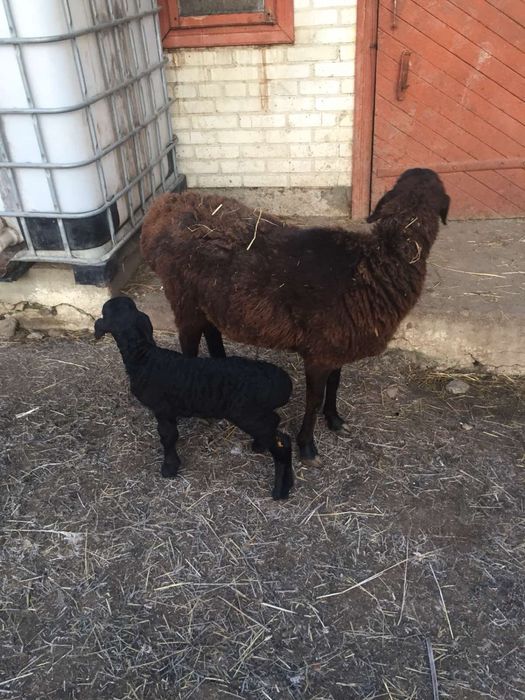 ПРОДАЮТЬСЯ Гісарські та Едельбаївські курдючні барани