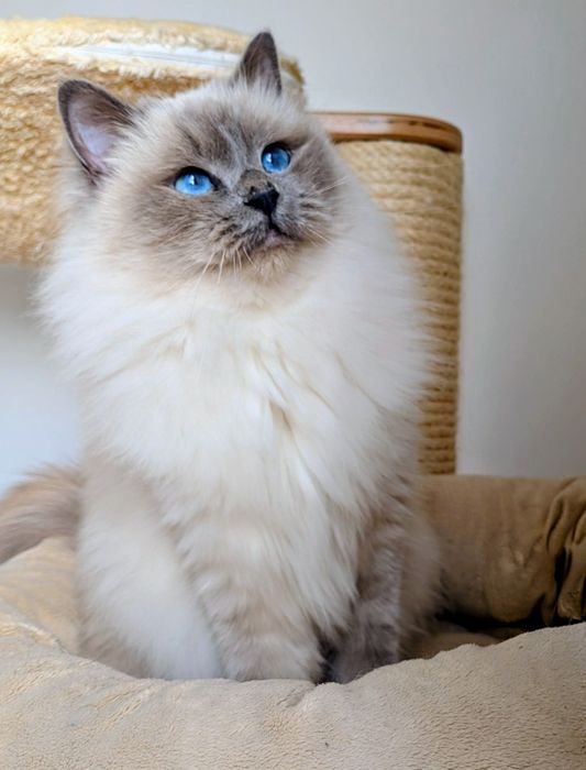 Gatinha Sagrado da Birmânia blue tabby