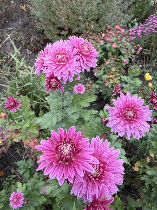 Хризантема на фото пізня з високорослих сортів