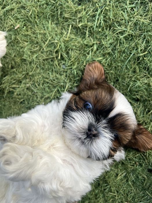 Menino Shih Tzu /shitzu