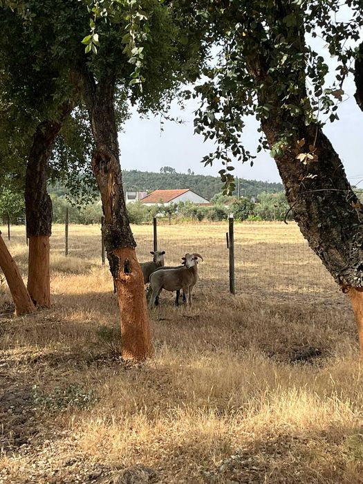 Venda ou Troca Carneiros suffolk x ile de france  1 ano