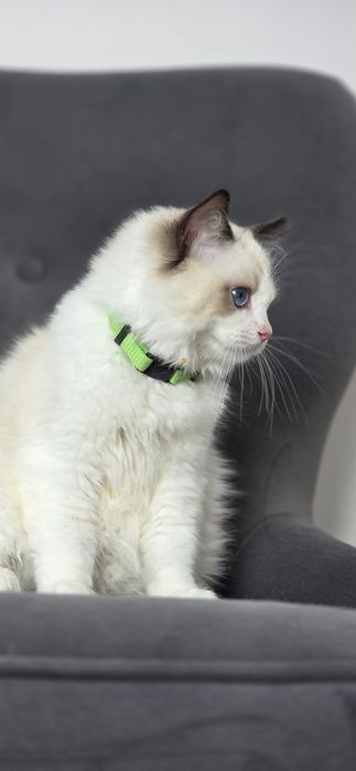 Kocur kot  RAGDOLL rodowód FPL