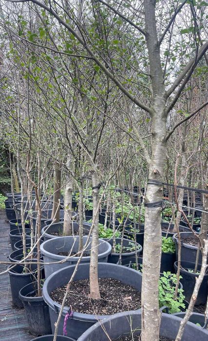 Alnus glutionosa 2,5/300cm