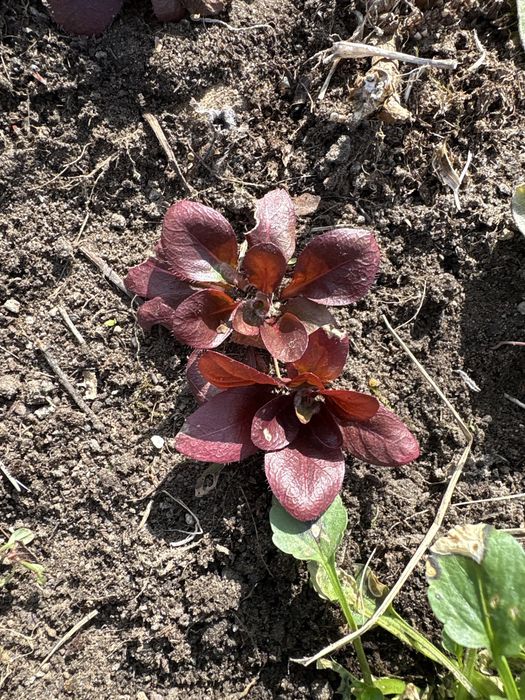 Dąbrówka rozłogowa