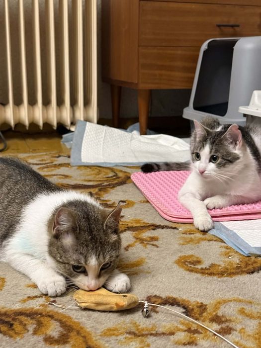 Piękne kotki do pokochania