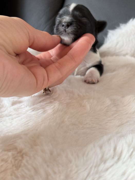 Piesek  Biewer samiec