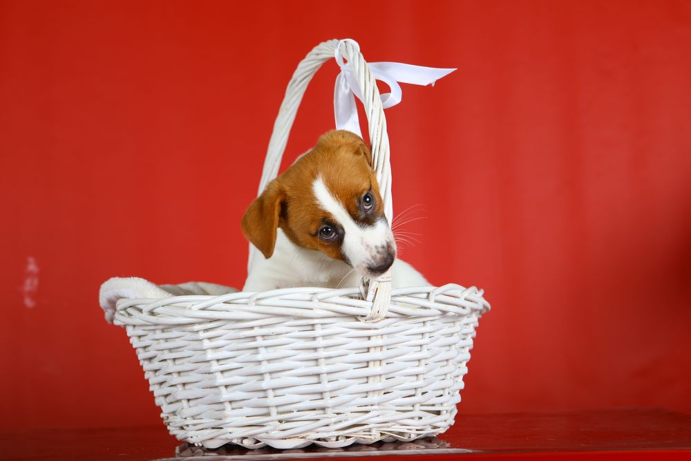 Цуценята Джек Рассел КСУ