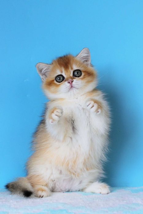 Котики мурррр - котики